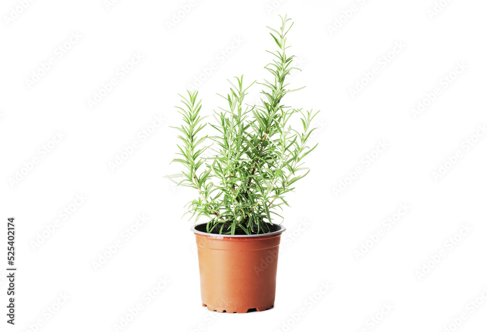 Fresh rosemary in a pot isolated on white background Fresh rosemary in a pot isolated on white background