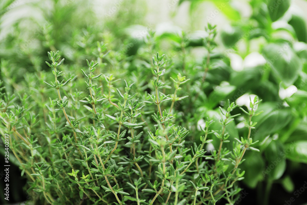 fresh herbs in garden pots on the windowsill fresh herbs in garden pots on the windowsill