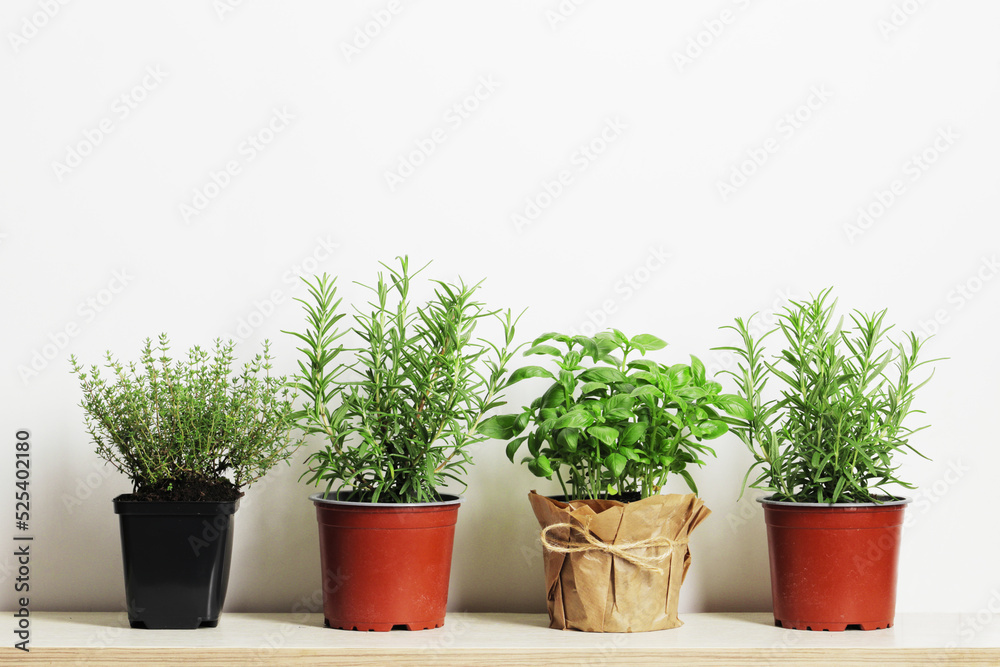 Fresh herbs in garden pots on a light background with place for text Fresh herbs in garden pots on a light background with place for text