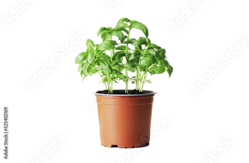 Fresh basil in a pot isolated on white background