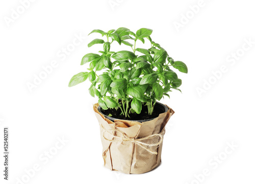 Fresh basil in a pot isolated on white background