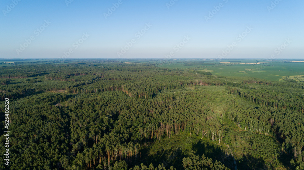 Aerial view forest and deforestation in summer. Drone flying over green trees in sunny day. Drone shot over trees cut down. Ecological catastrophe of the entire planet earth, environmental pollution Aerial view forest and deforestation in summer. Drone flying over green trees in sunny day. Drone shot over trees cut down. Ecological catastrophe of the entire planet earth, environmental pollution