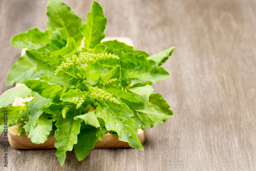 Ocimum tenuiflorum,Holy basil,tulsi or tulasi on wood background Ocimum tenuiflorum,Holy basil,tulsi or tulasi on wood background