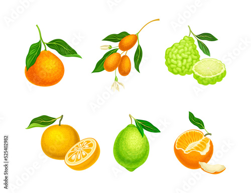 Fresh citrus fruits set. Tangerine, yuzu, lemon, lime, cartoon vector illustration