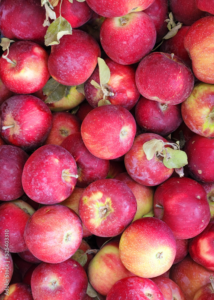Post-harvest view of a group of William's pride apples 