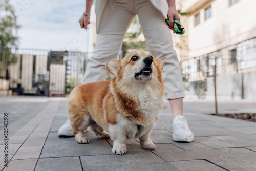 Adorable dog Welsh Corgi Pembroke walking street with owner