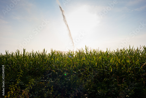 Water splash of the Irrigation system in the corn field along the way of Saint Jacques du Puy