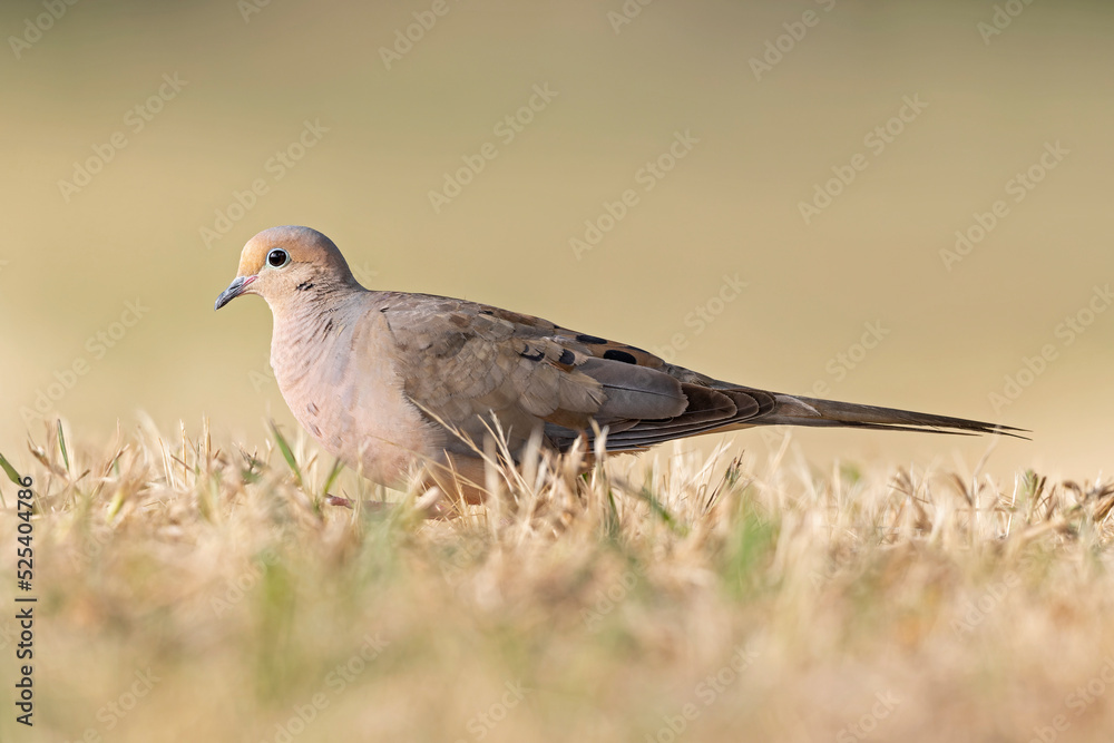 A mourning dove (Zenaida macroura) foraging in a park in the grass in the morning light A mourning dove (Zenaida macroura) foraging in a park in the grass in the morning light