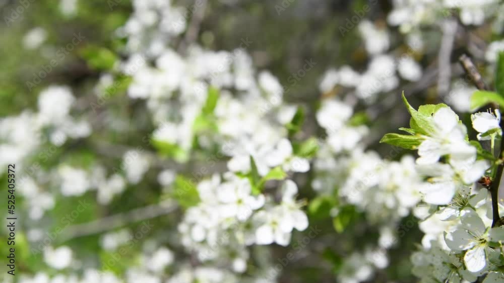 Close-up side view of plum tree branch with white flowers swinging on the wind. Soft selective focus. 4K resolution real time video. Beauty in nature theme.