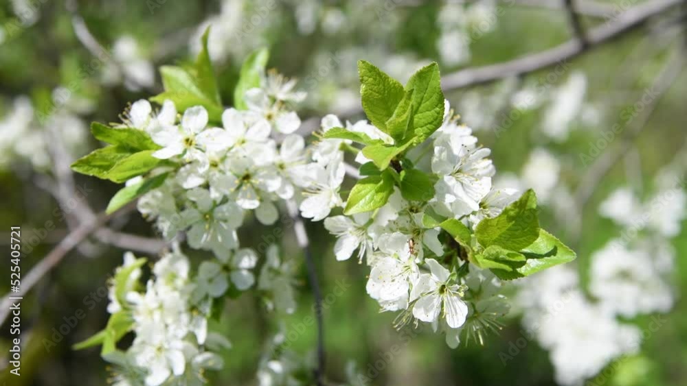 Close-up side view of plum tree branch with white flowers swinging on the wind. Soft selective focus. 4K resolution real time video. Beauty in nature theme. Close-up side view of plum tree branch with white flowers swinging on the wind. Soft selective focus. 4K resolution real time video. Beauty in nature theme.
