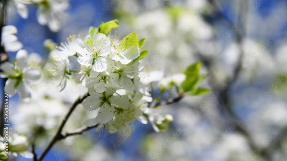 Close-up side view of plum tree branch with white flowers swinging on the wind. Soft selective focus. 4K resolution real time video. Beauty in nature theme. Close-up side view of plum tree branch with white flowers swinging on the wind. Soft selective focus. 4K resolution real time video. Beauty in nature theme.