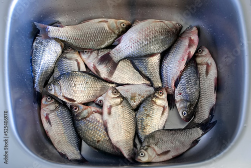 medium-sized river fish crucian carp in a stainless steel tank top view