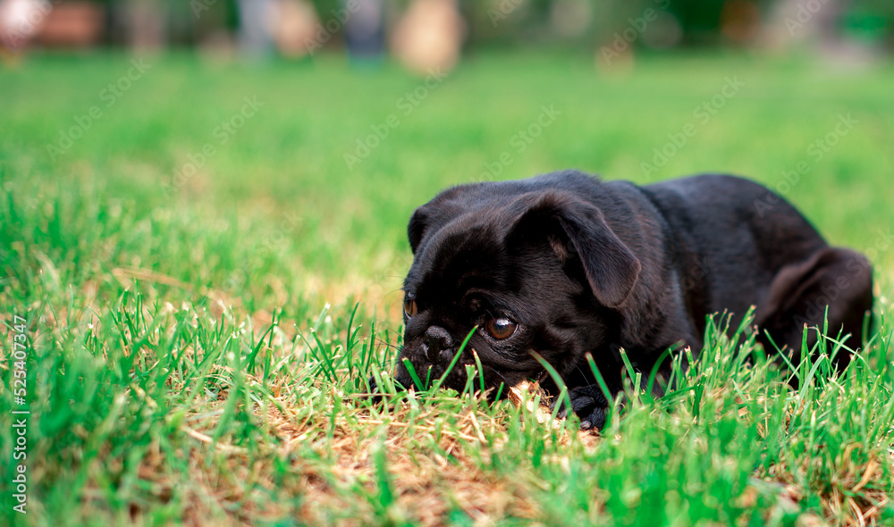 The black pug dog is six months old. He lies in the grass against a background of blurred green trees. A cute puppy has a collar around his neck. The photo is blurred