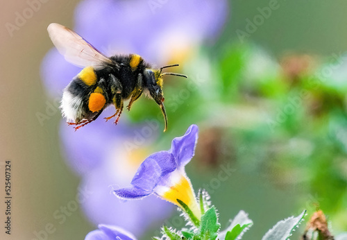 Bumblebee on a flower photo