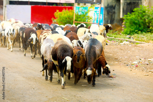Εκτύπωση καμβά indian goat at field