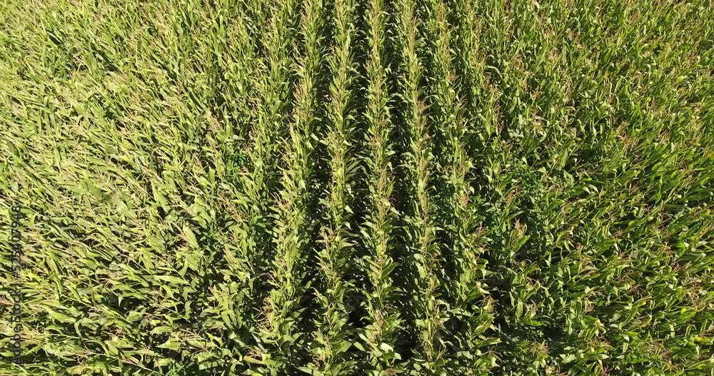 Aerial view of cultivated fields on a sunny day. Climate change. Aerial view of cultivated fields on a sunny day. Climate change.