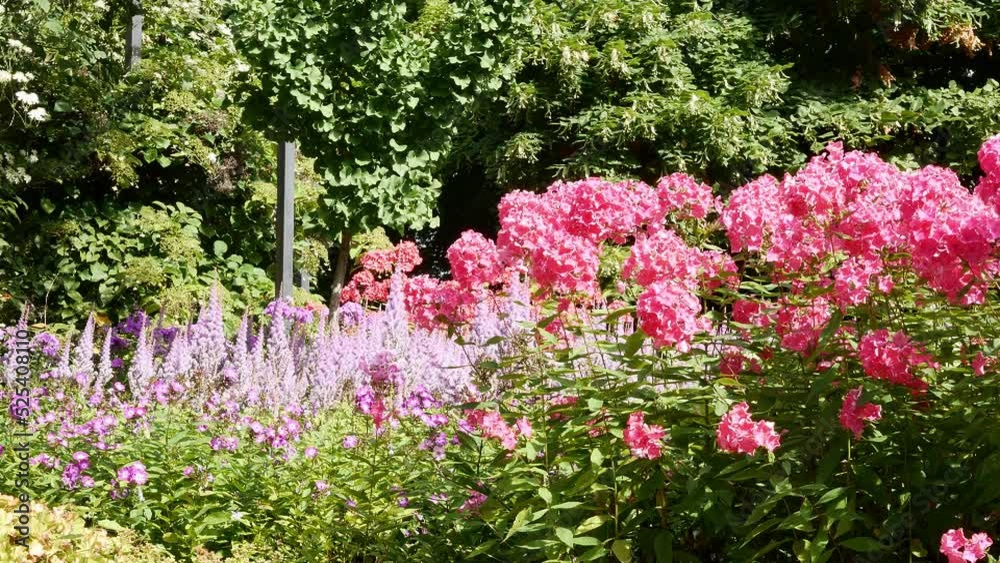 Paniculate phlox and astilba in the flower garden Paniculate phlox and astilba in the flower garden