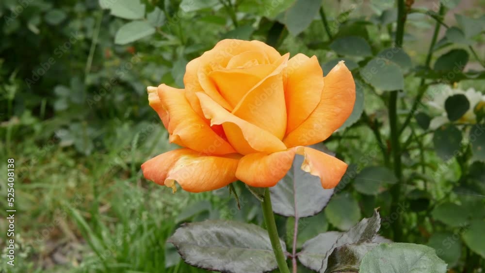 Rose floribunda orange in roses garden Rose floribunda orange in roses garden