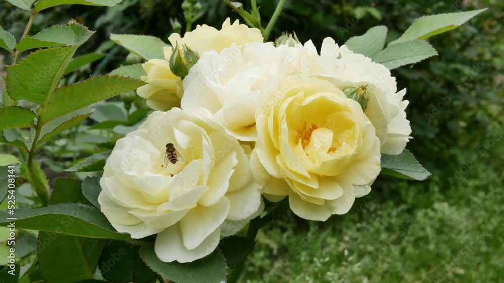 Beautifull yellow roses in garden close up Beautifull yellow roses in garden close up