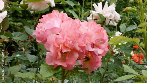 Roses hybrid Angela in garden