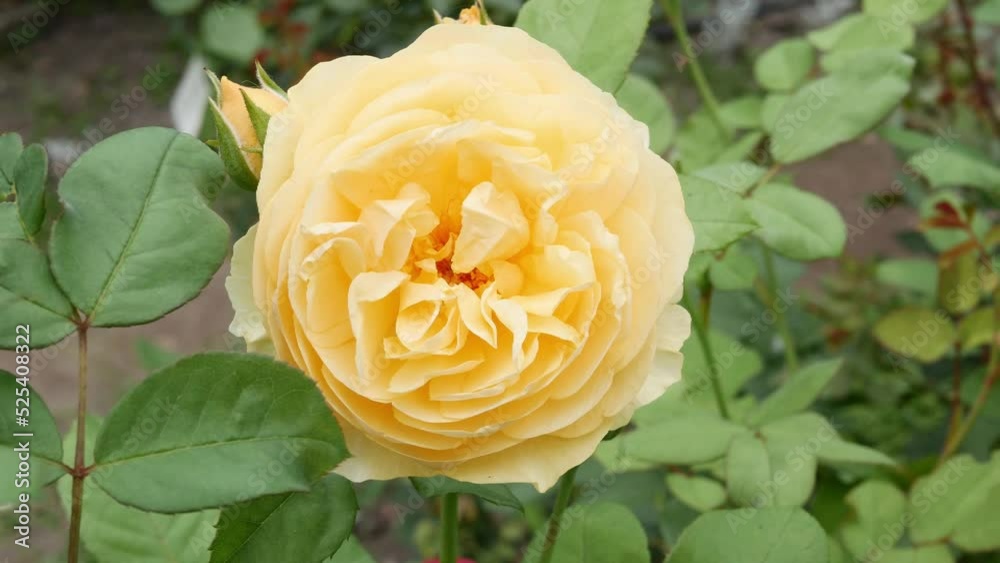 Rosa ' Graham Thomas' isa cultivar of English Roses