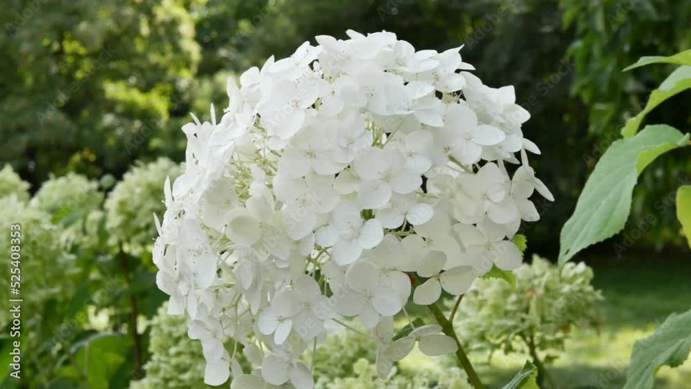 Hydrangea tree (lat. Hydrangea arborescens) close up in garden