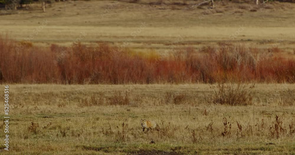 A red fox walks through a grass plain in search of food in Yellowstone National Park A red fox walks through a grass plain in search of food in Yellowstone National Park