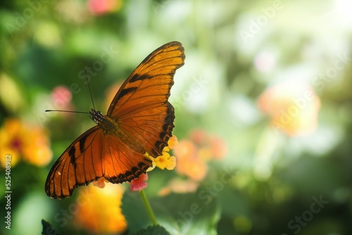 A butterfly pollinating