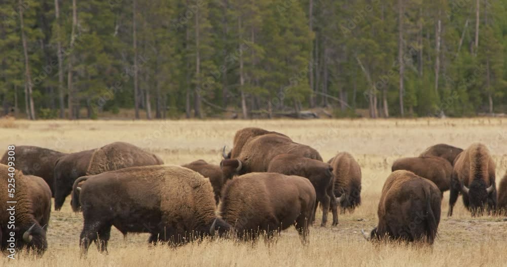 Buffalos in a snowy grass plain in Yellowstone National Park