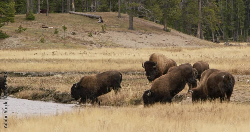 A herd of buffalo crossing a river in Yellowstone National Park A herd of buffalo crossing a river in Yellowstone National Park