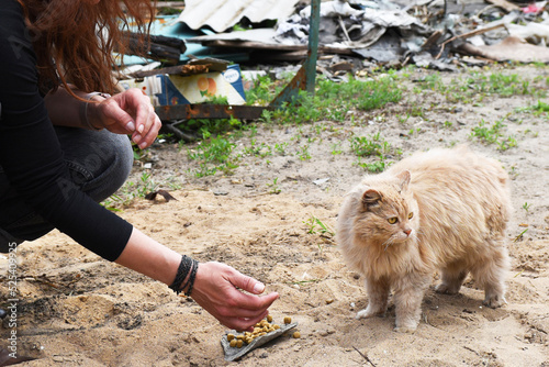 Homeless animals of war concept. Lonely hungry cat in the ruins of a bombed-out house. A volunteer feeds him. No face.