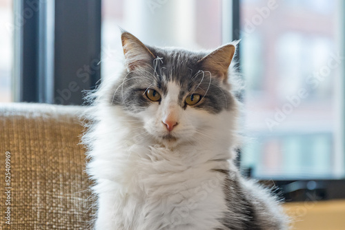 A portrait of a grey and white Siberian cat sitting on a chair in front of a window.