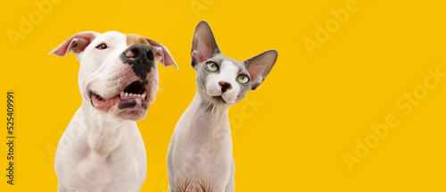 Funny pet summer. Cat and dog making a face. Isolated on yellow colored background
