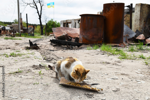 Animals of war 2022. A homeless cat sits and eats in the front of a bombed-out house after attacks by russian army
