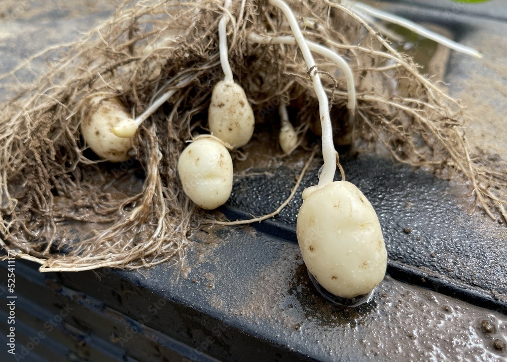 Small, white potatoes on a young plant dug from the soil in a farm field Small, white potatoes on a young plant dug from the soil in a farm field