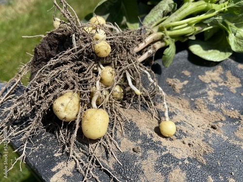 Small, white potatoes on a young plant dug from the soil in a farm field
