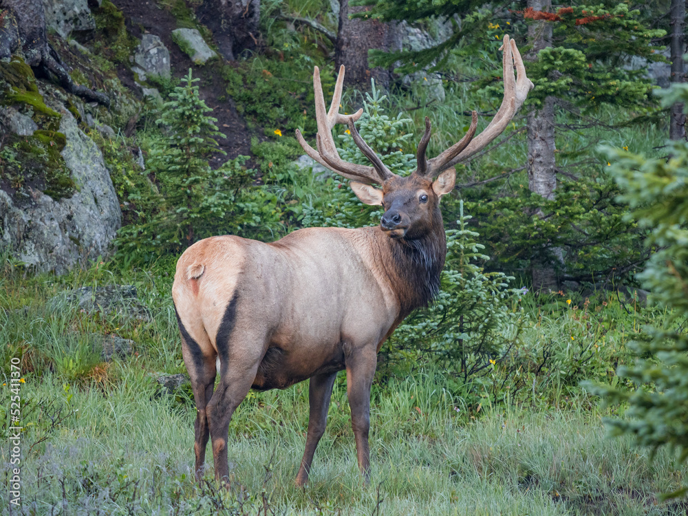 rocky mountain bull elk in the woods