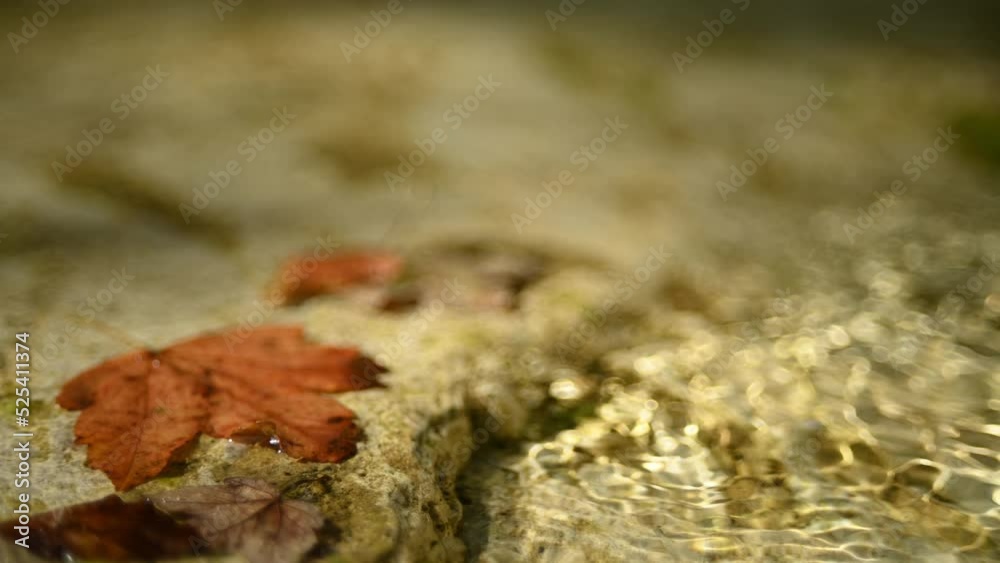 Maple leaves in a mountain river in summer (close up, f 8) - similar to 525411290, but shot with less background blur Maple leaves in a mountain river in summer (close up, f 8) - similar to 525411290, but shot with less background blur