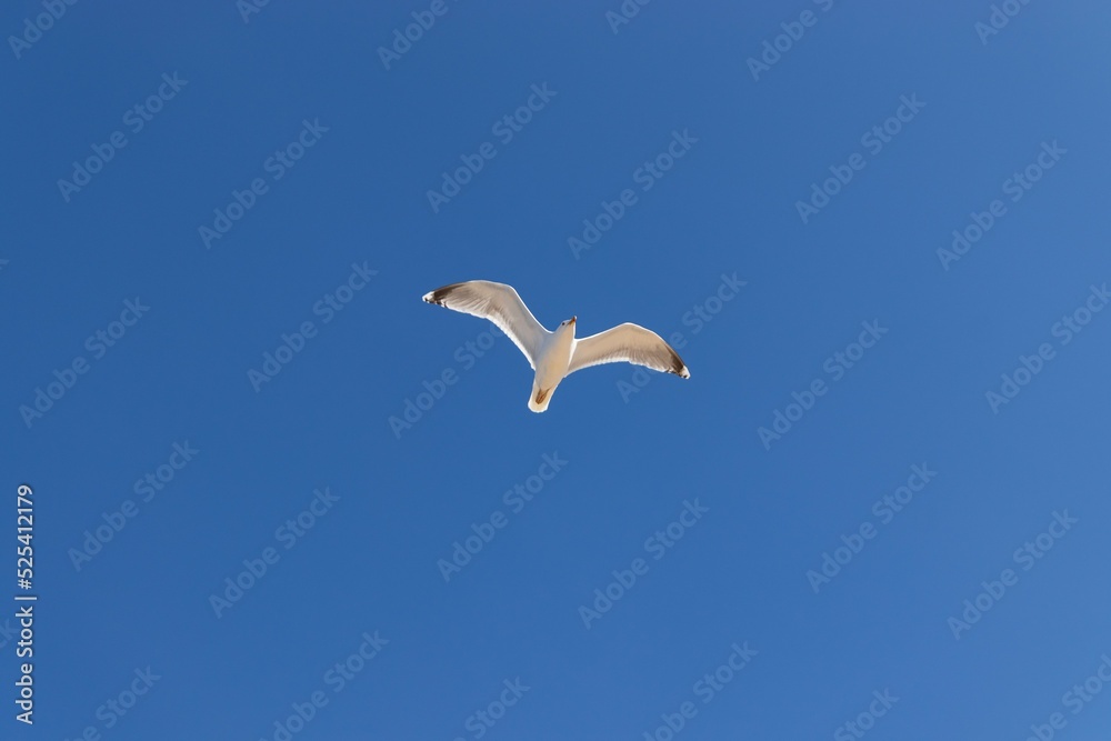 Obraz premium seagull in flight over a cloudless blue sky