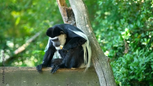 Black-and-white colobus or colobi - Colobus guereza, monkey native to Africa. The monkey takes his food. photo