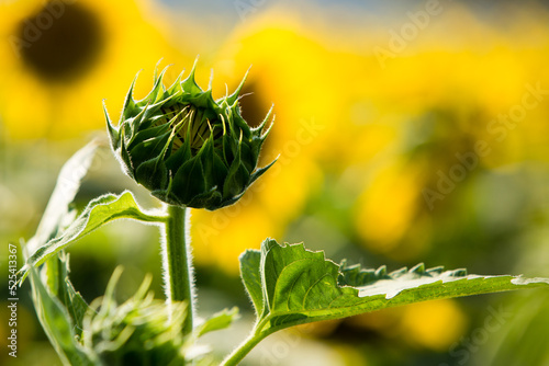 sunflower field 