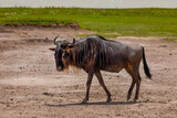 one adult African wildebeest on the loose stands close and looks at the camera in Ngoro Ngoro African Park.