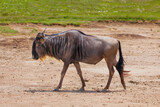 one adult African wildebeest on the loose stands close and looks at the camera in Ngoro Ngoro African Park.