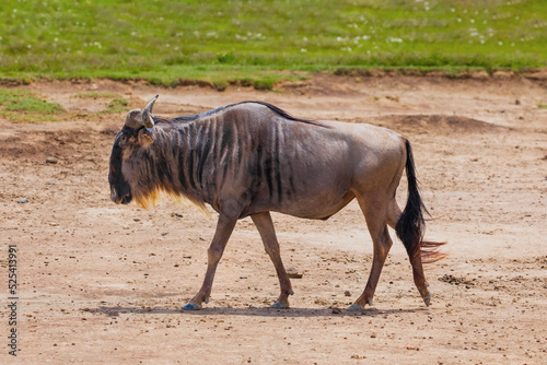 one adult African wildebeest on the loose stands close and looks at the camera in Ngoro Ngoro African Park. photo