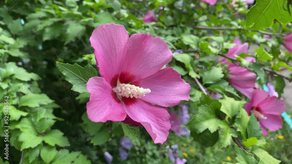 Natural background with mallow flowers after rain Natural background with mallow flowers after rain