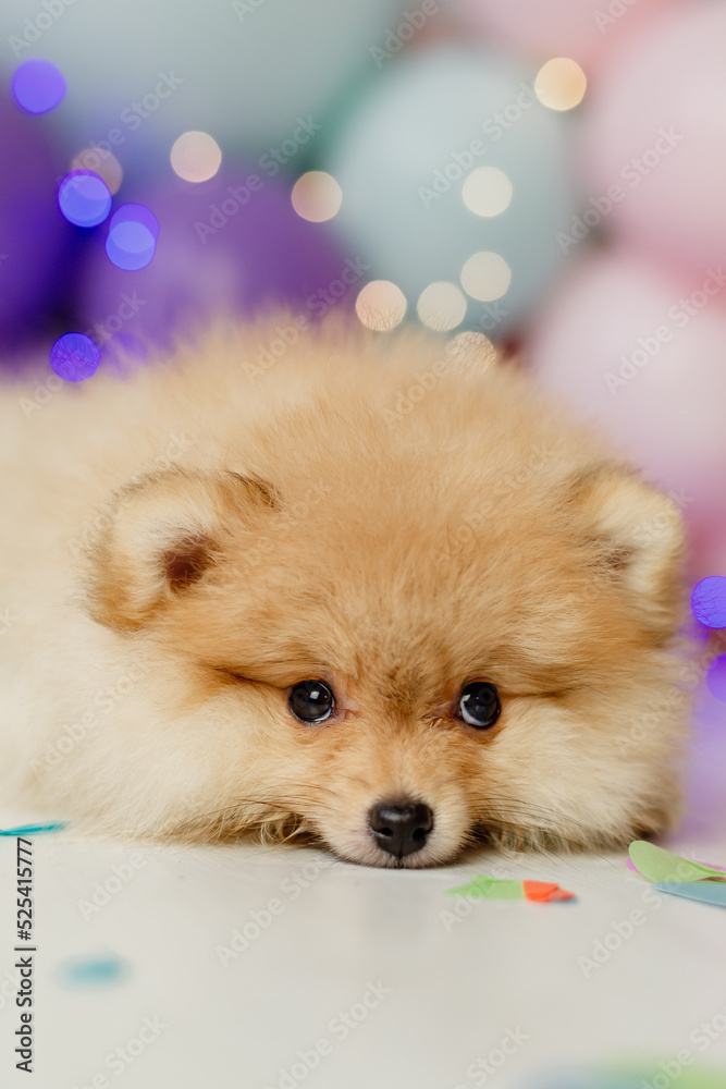 Close-up of the muzzle of a small red fluffy pomeranian