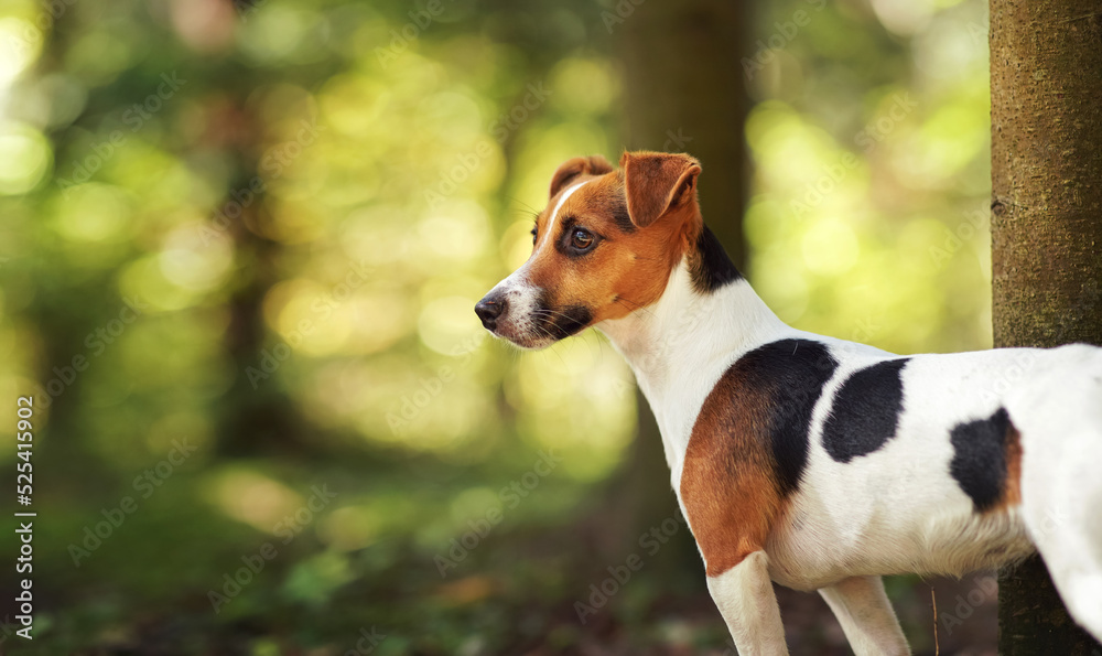 Small Jack Russell terrier dog detail on head and face from side, nice blurred bokeh, sun lit forest background - space for text
