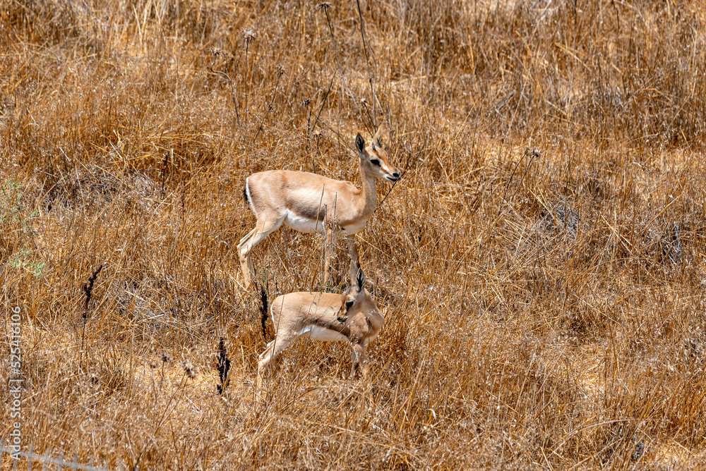 A male mountain gazelle in gazelle valley national park, Jerusalem, Israel. A male mountain gazelle in gazelle valley national park, Jerusalem, Israel.