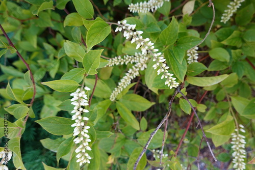 Virginia sweetspire is a deciduous shrub with arching stems and alternate simple leaves that are oval in shape and dark green in color.