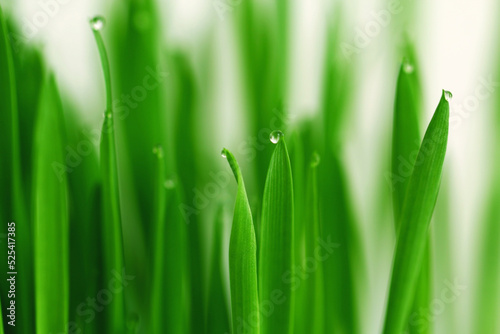 Green grass with dew drops on the tops of the blades of grass.